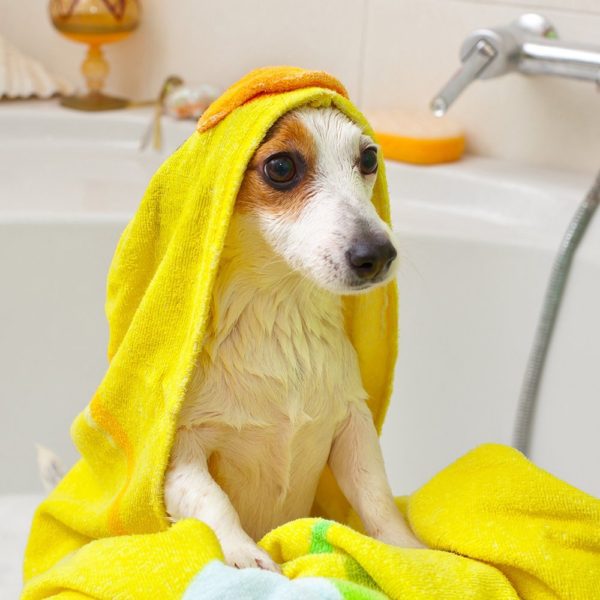 Vet’s Best Flea Itch Relief Shampoo 16-oz
