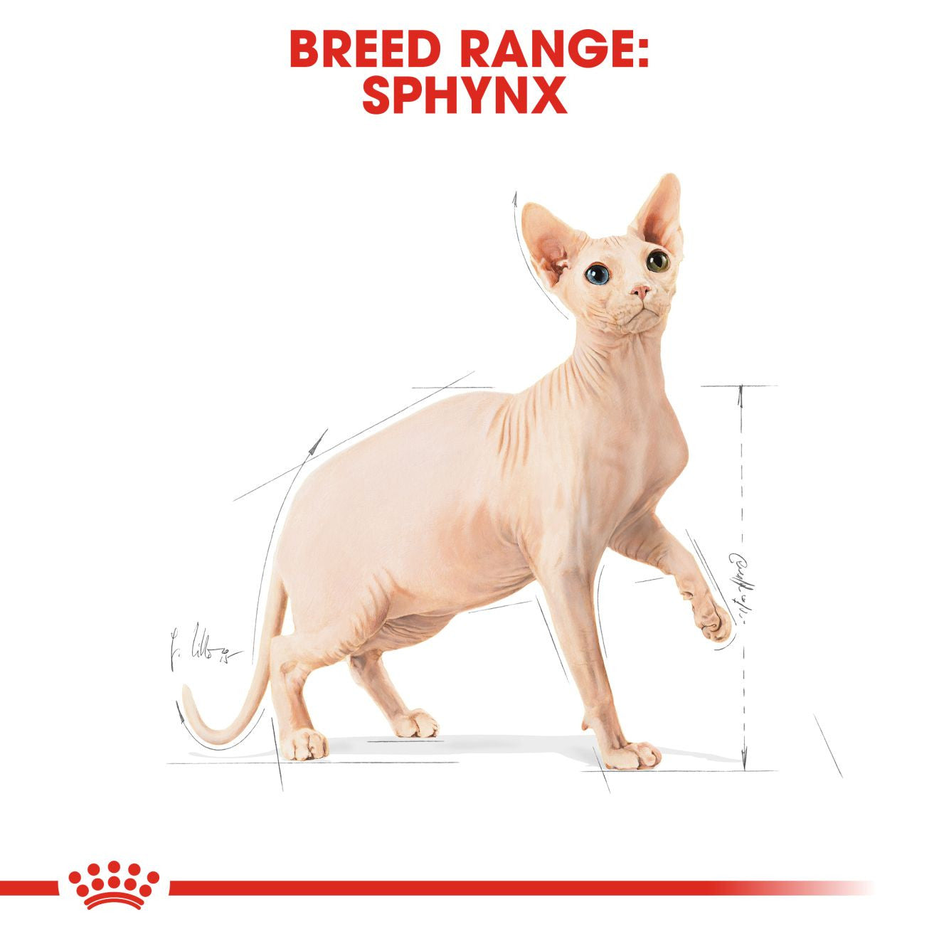 Royal Canin, Feline Breed Nutrition Sphynx 2 KG