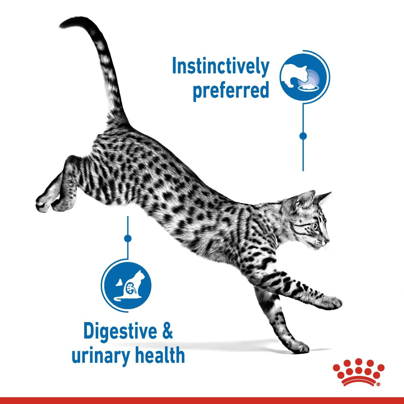Royal Canin, Feline Health Nutrition Indoor Jelly (WET FOOD - Pouches)