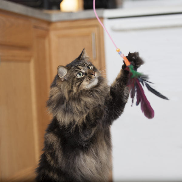 "18" FISHING POLE CAT TOY