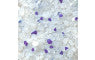 LINDOCAT CRYSTAL LAVENDER SCENT (SILICAGEL) 16 L