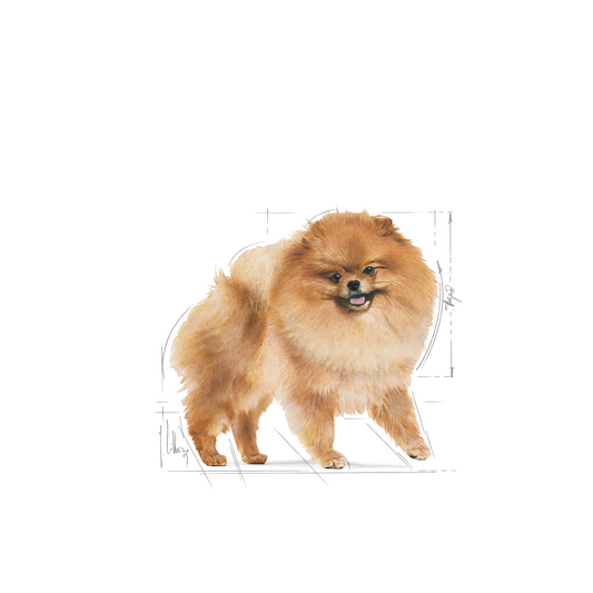 Royal Canin, Pomeranian Adult 1.5 KG, Breed Health Nutrition