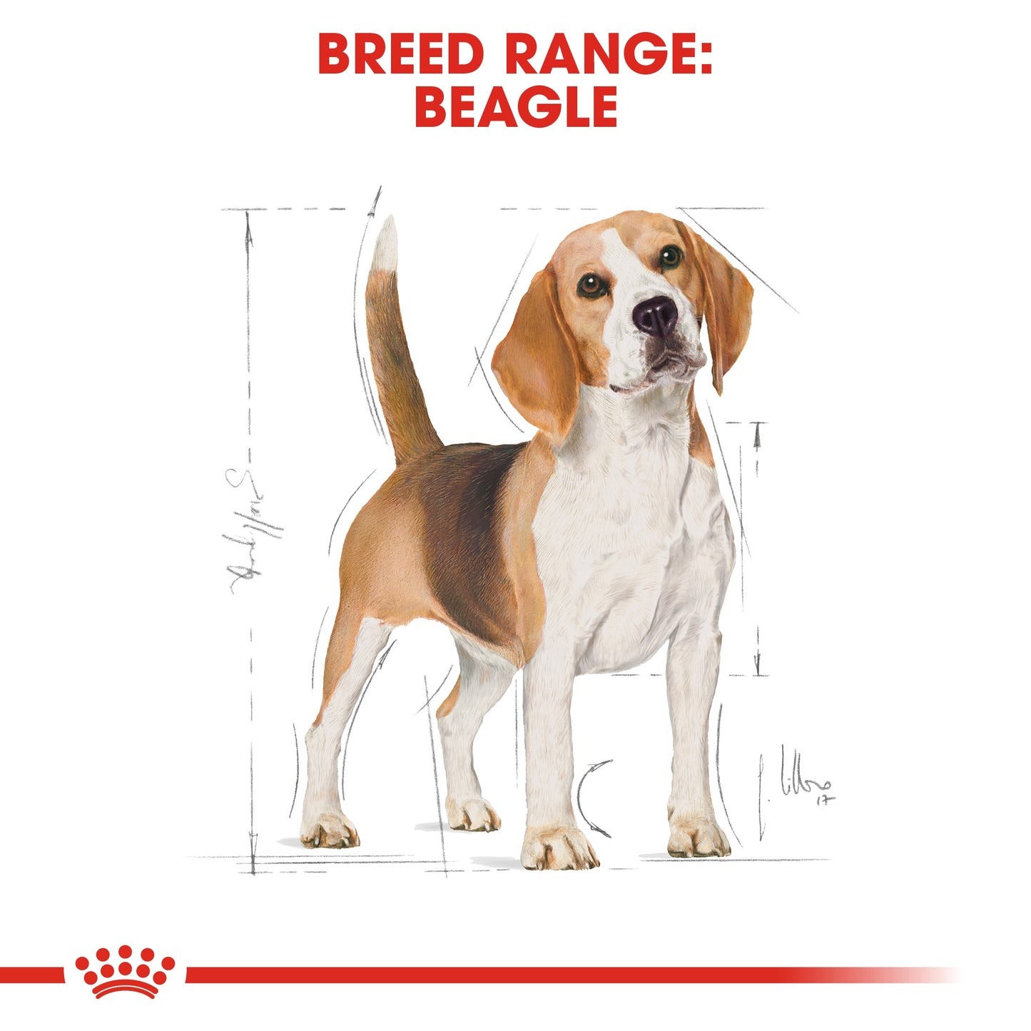 Royal Canin, Beagle Adult 3 KG Breed Health Nutrition