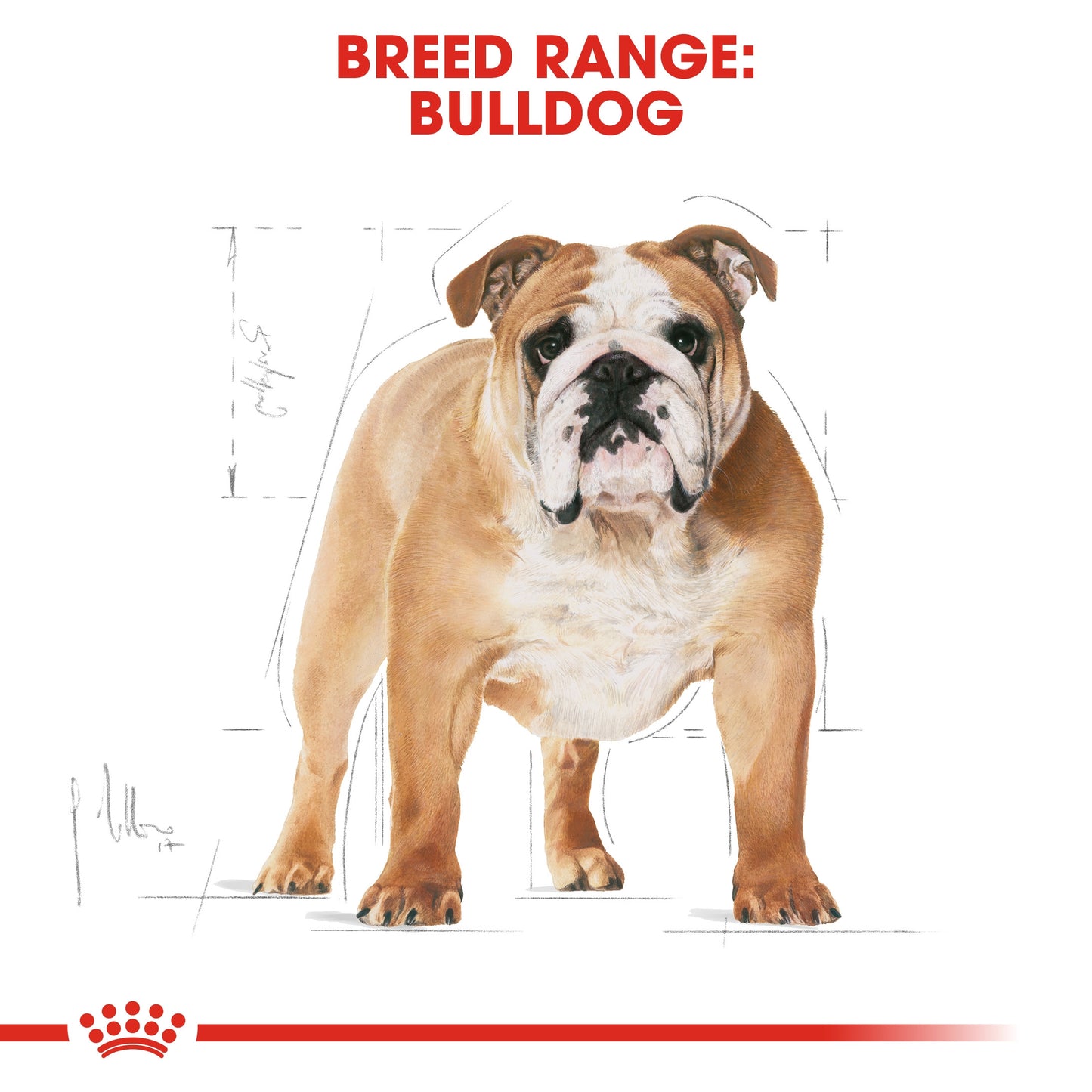 Royal Canin, Bulldog Adult 12 KG Breed Health Nutrition