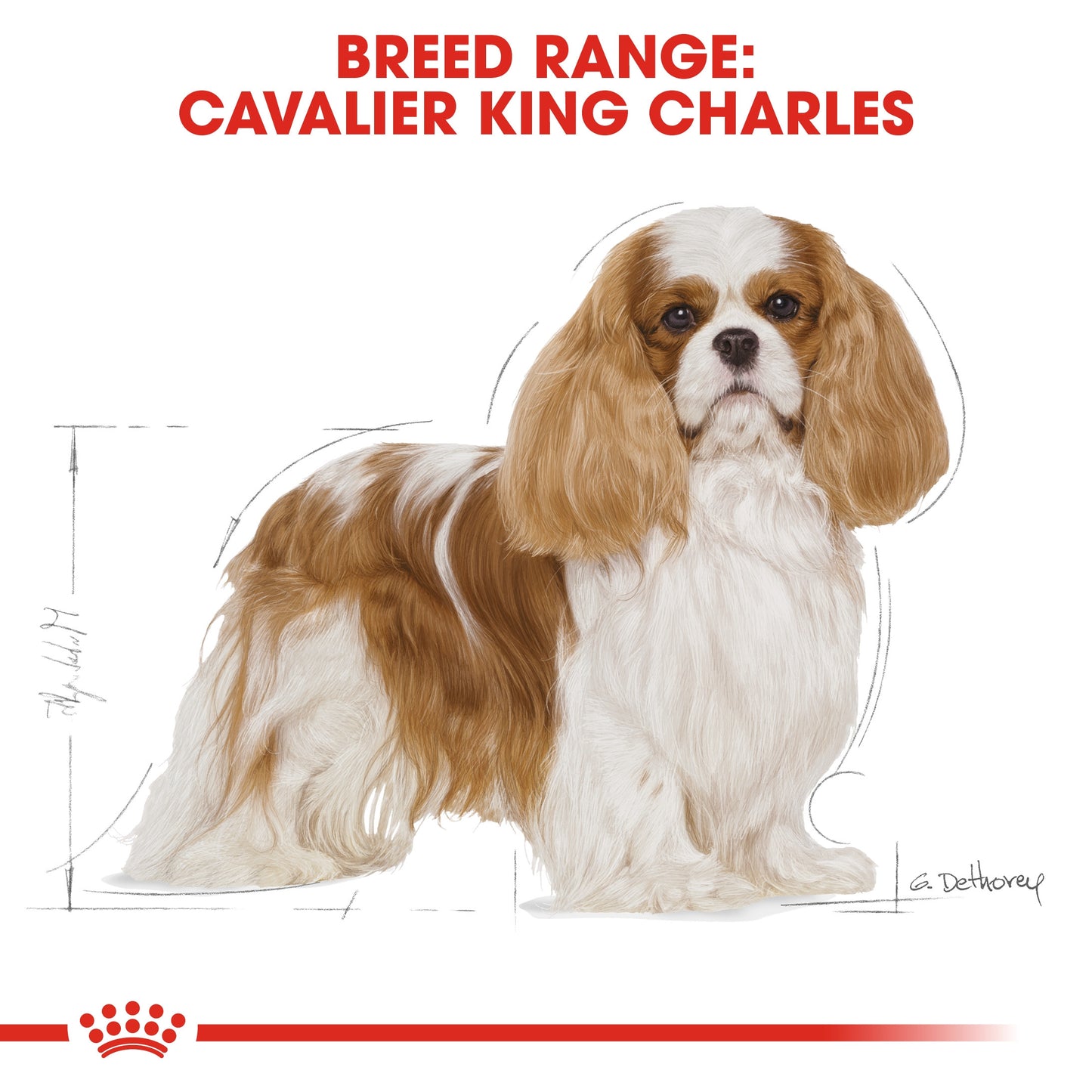 Royal Canin, Cavalier King Charles Adult 1.5 KG Breed Health Nutrition