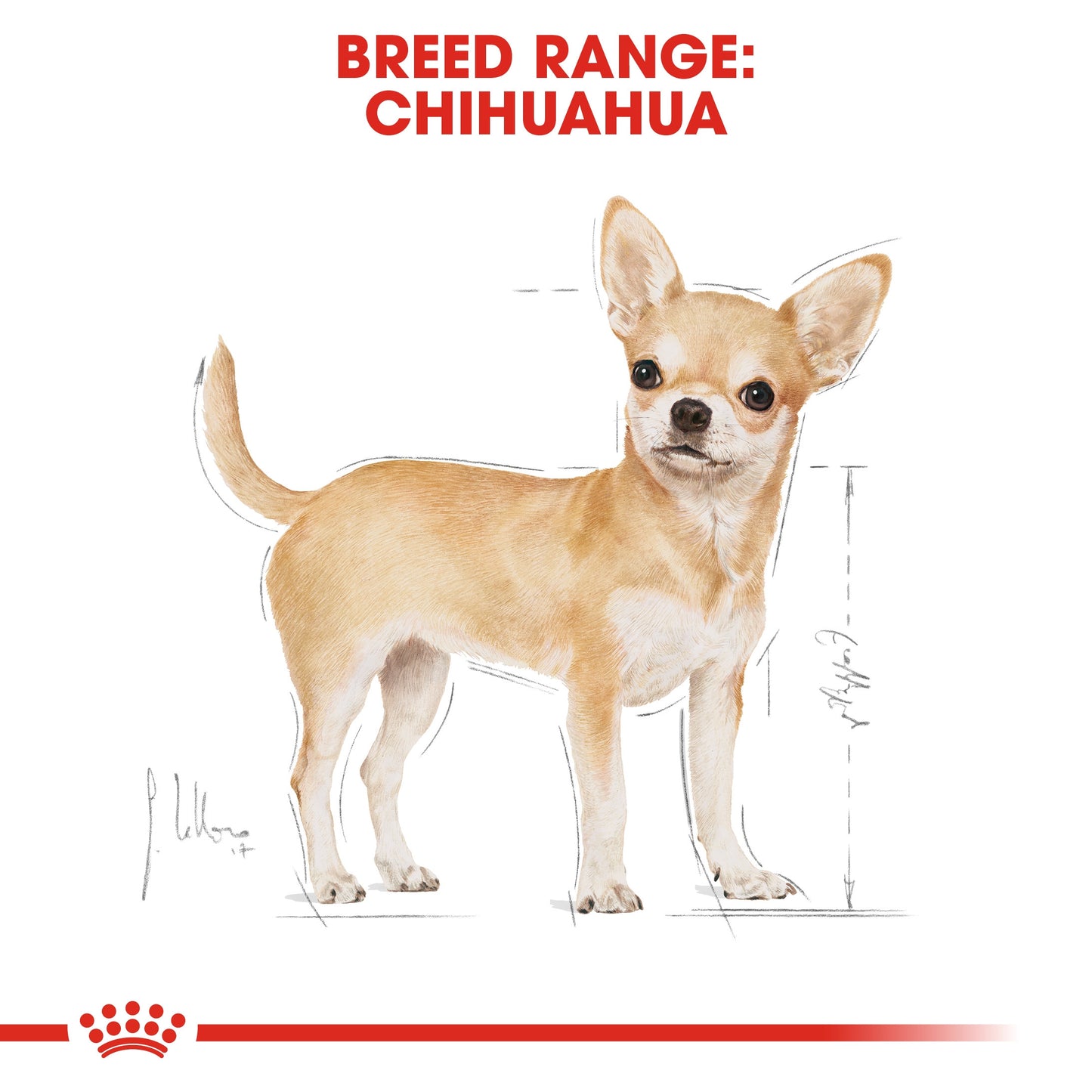 Royal Canin, Chihuahua Adult 1.5 KG, Breed Health Nutrition