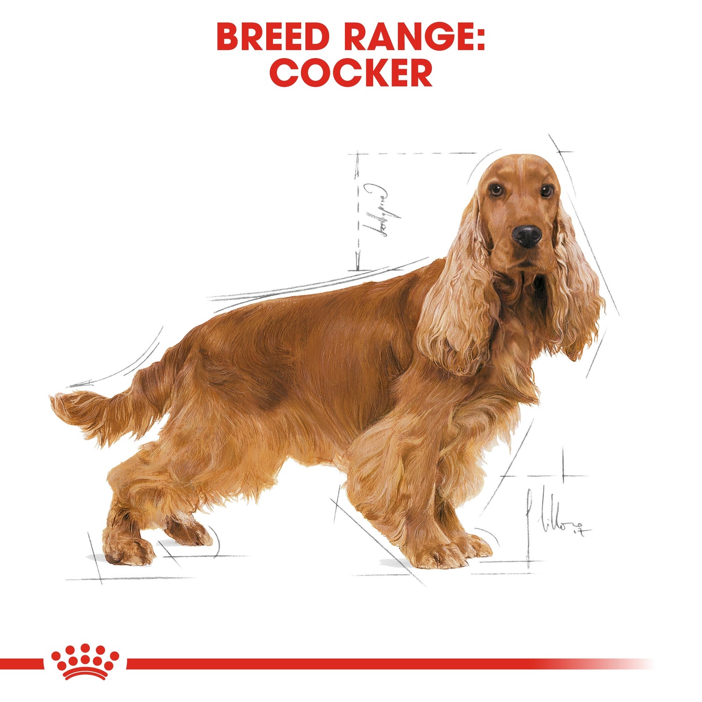 Royal Canin, Nutrition Cocker Adult 3 KG, Breed Health