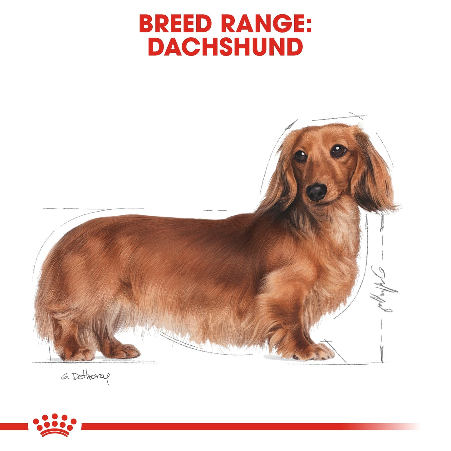 Royal Canin, Nutrition Dachshund Adult 1.5 KG, Breed Health