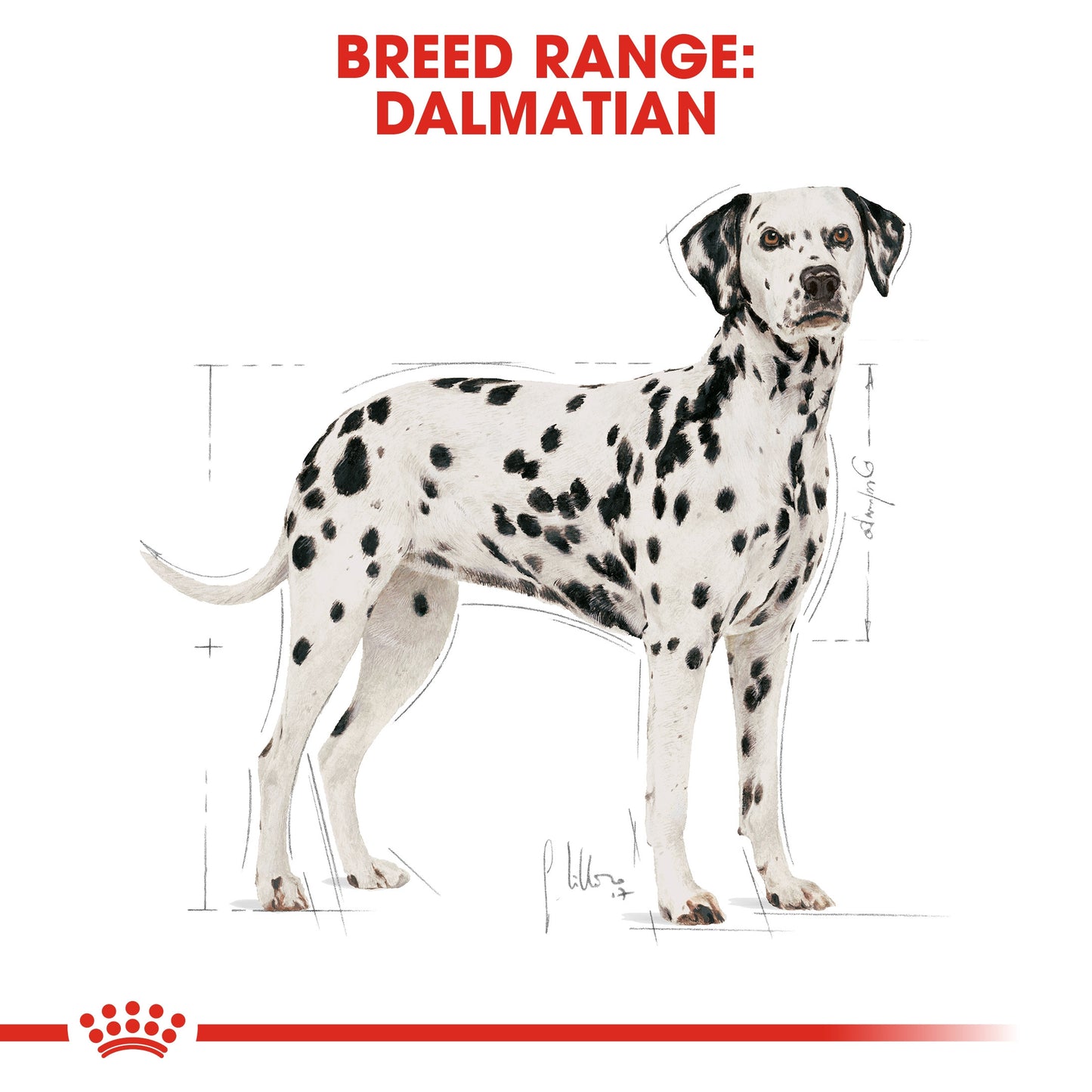 Royal Canin, Dalmatian Adult 12 KG, Breed Health Nutrition