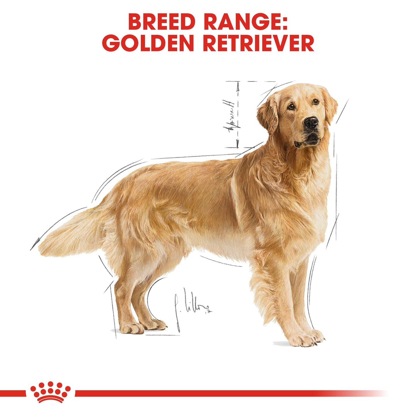 Royal Canin, Golden Retriever Adult 12 KG, Breed Health Nutrition