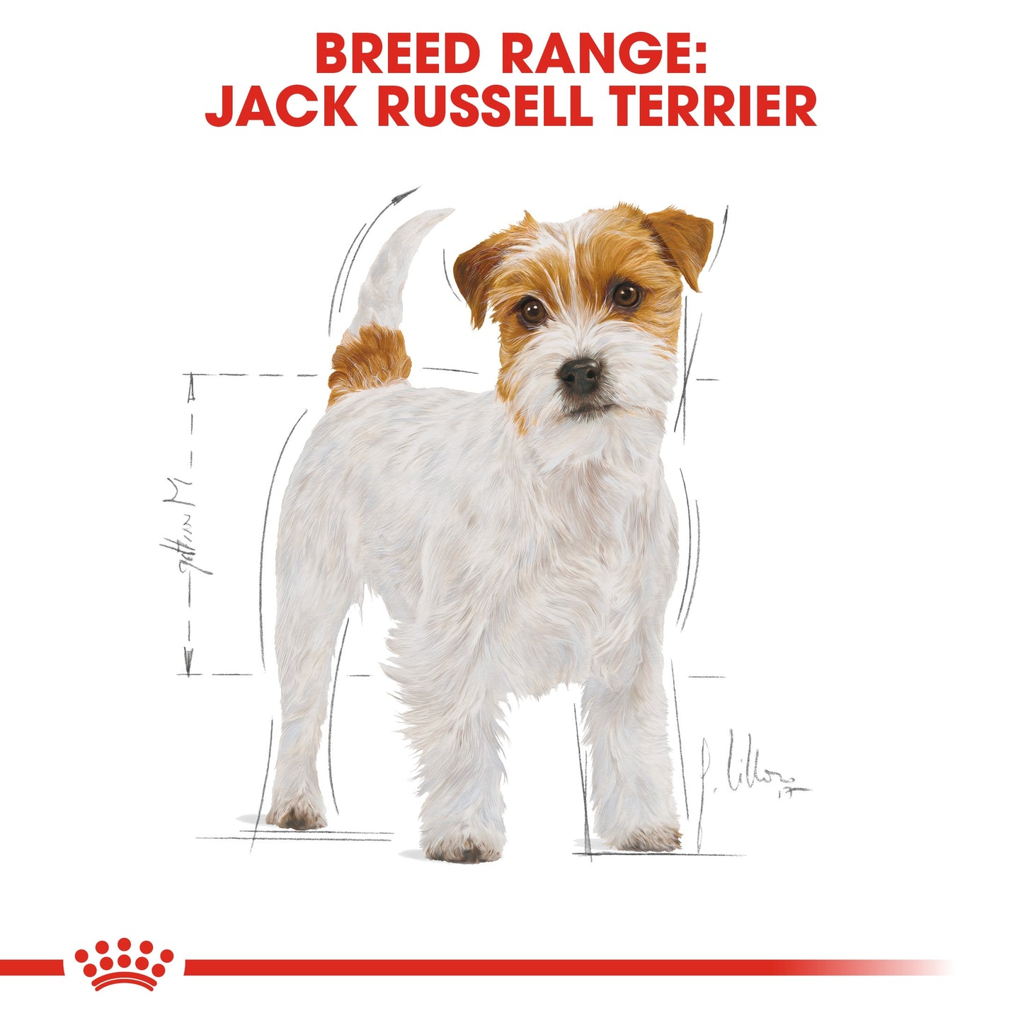 Royal Canin, Jack Russell Adult 1.5 KG, Breed Health Nutrition