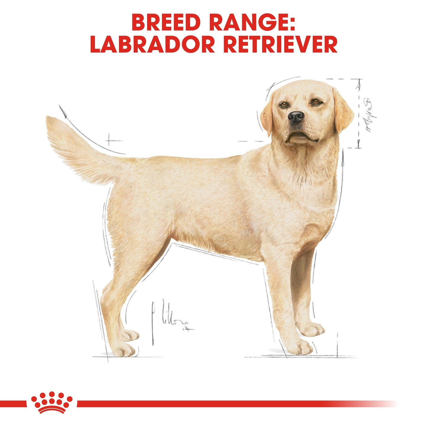 Royal Canin, Labrador Adult 3 KG, Breed Health Nutrition