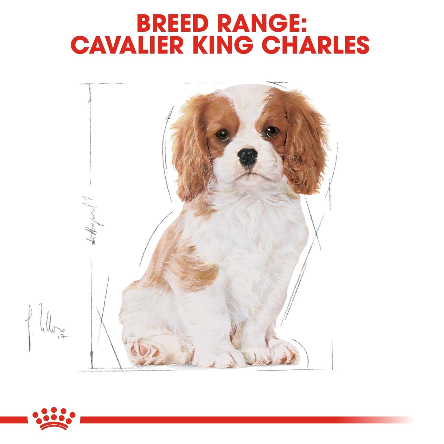 Royal Canin, Cavalier King Charles Puppy 1.5 KG Breed Health Nutrition