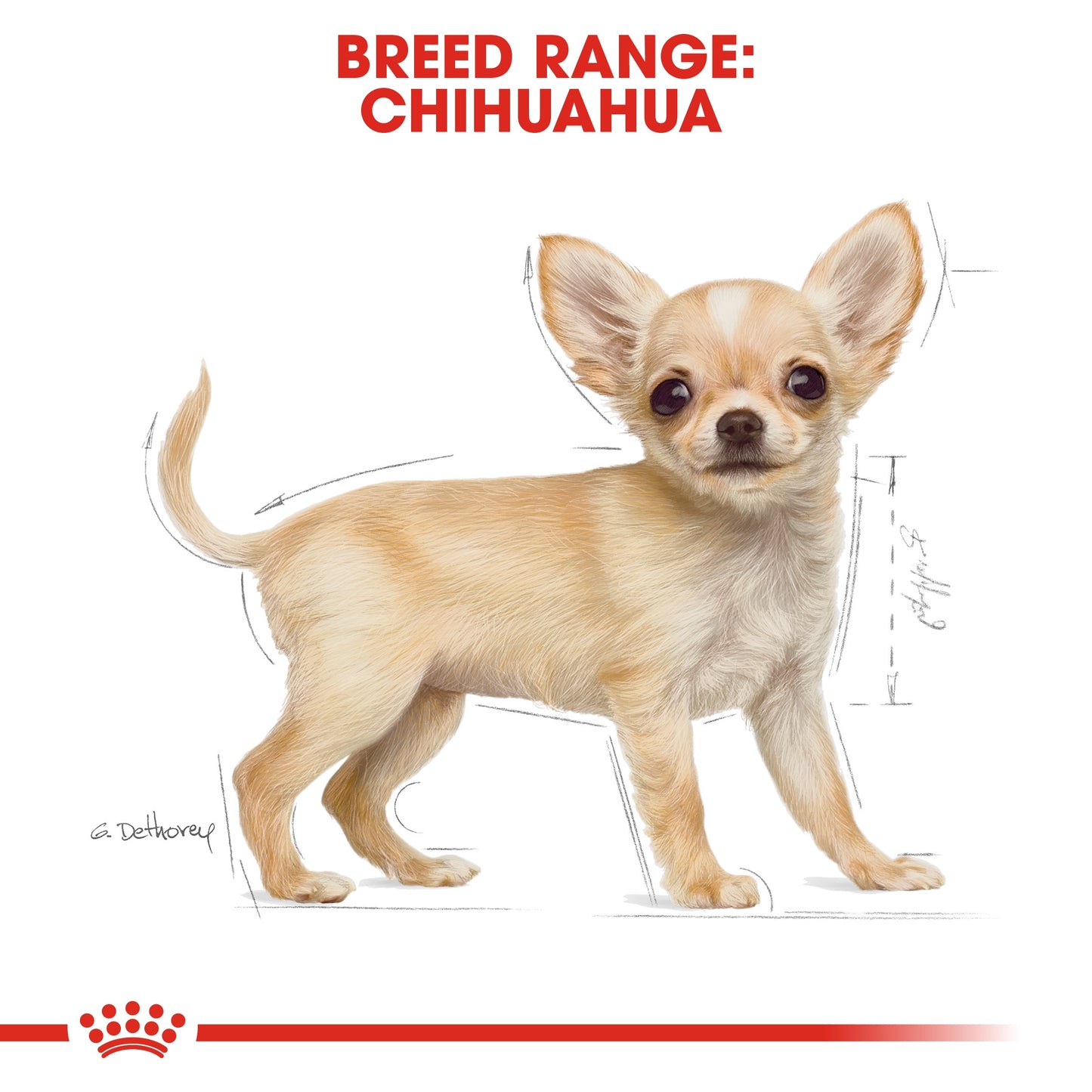 Royal Canin, Chihuahua Puppy 1.5 KG, Breed Health Nutrition