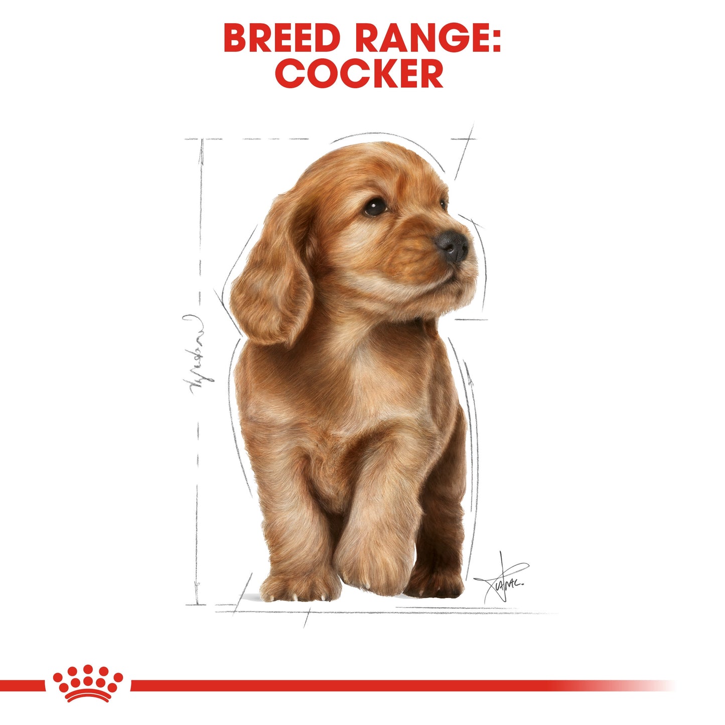 Royal Canin, Nutrition Cocker Puppy 3 KG, Breed Health