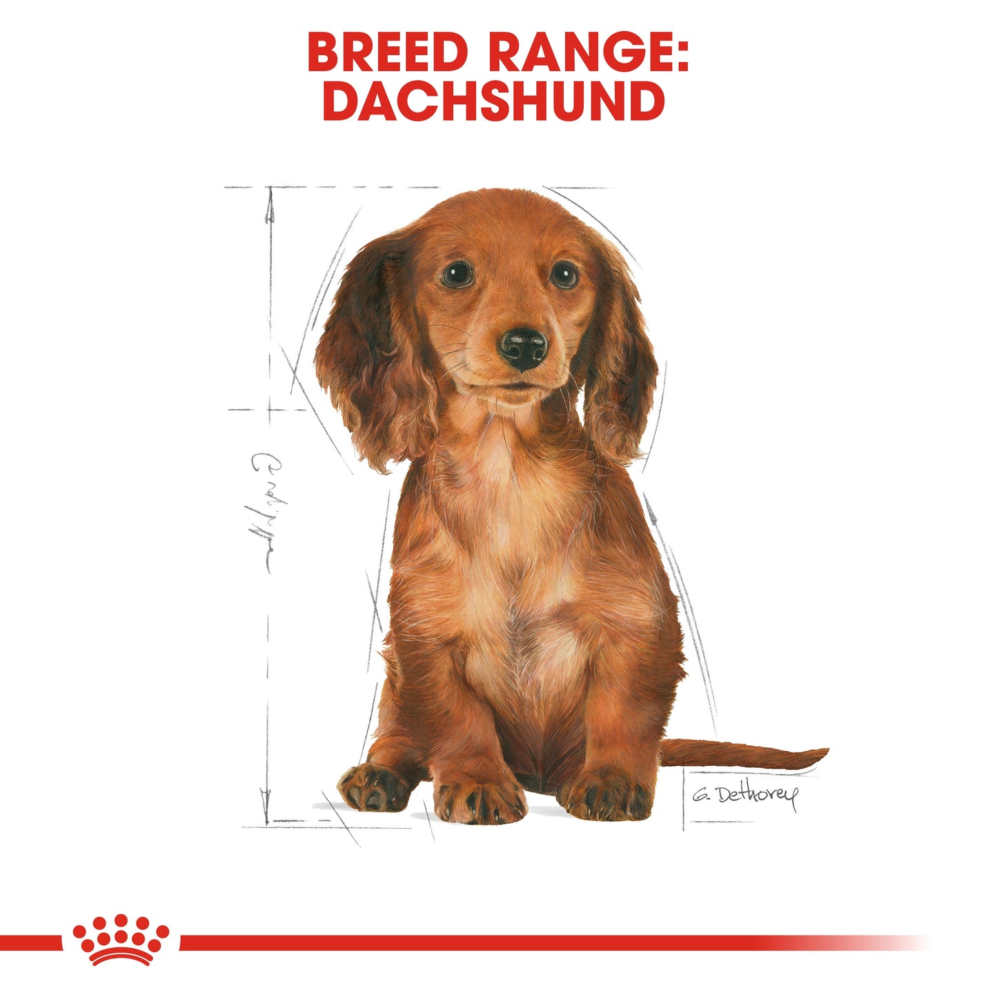 Royal Canin, Dachshund Puppy 1.5 KG, Breed Health Nutrition