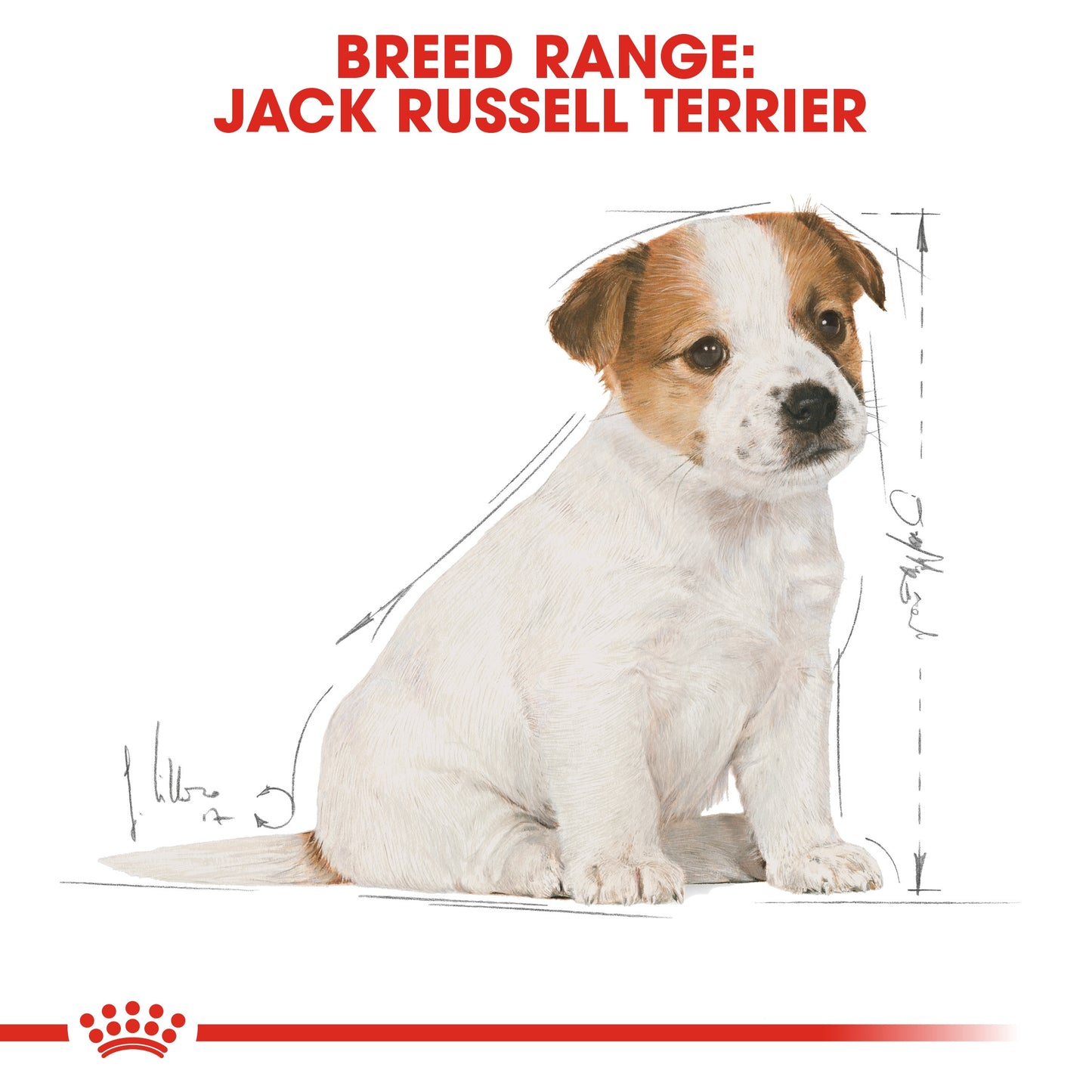 Royal Canin, Jack Russell Puppy 1.5 KG, Breed Health Nutrition