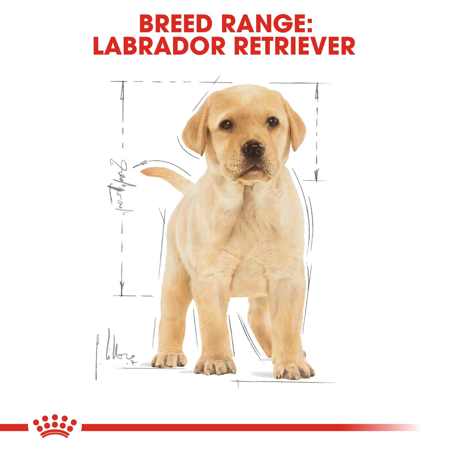 Royal Canin, Labrador Puppy 3 KG, Breed Health Nutrition