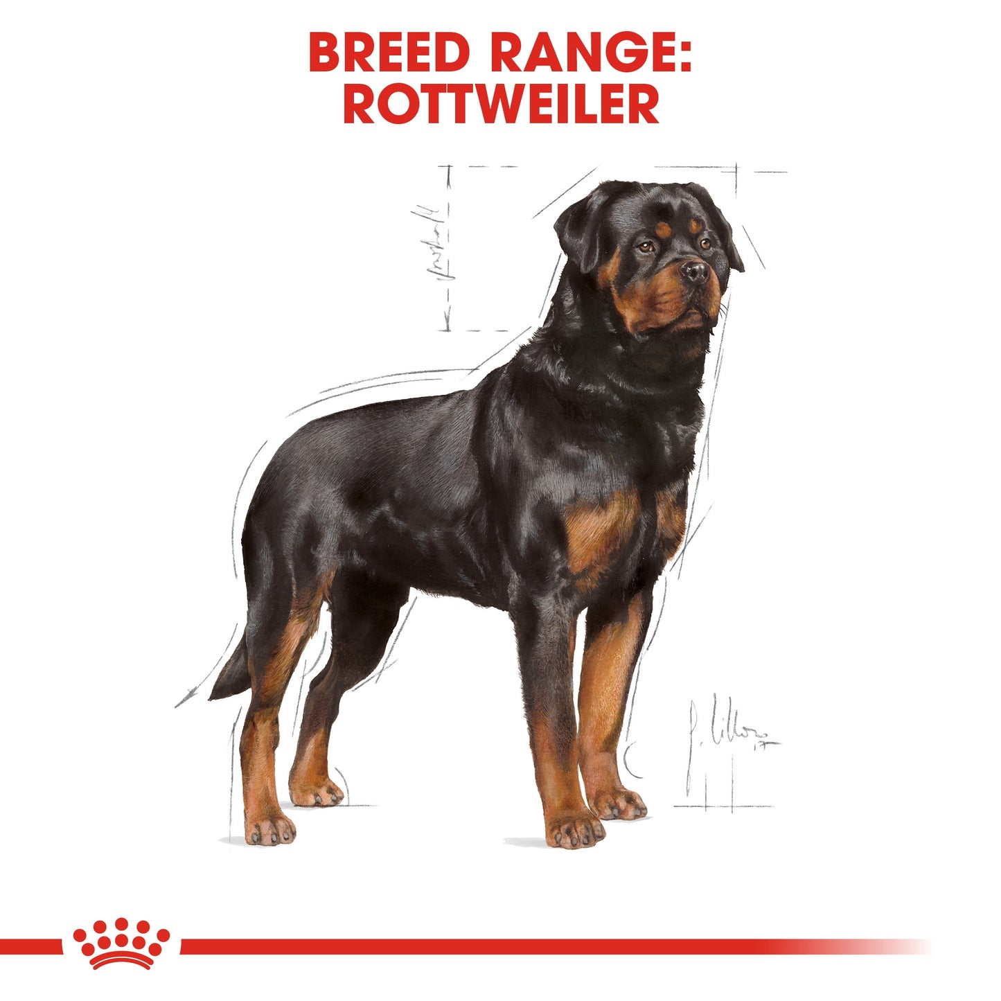 Royal Canin, Rottweiler Adult 12 KG, Breed Health Nutrition