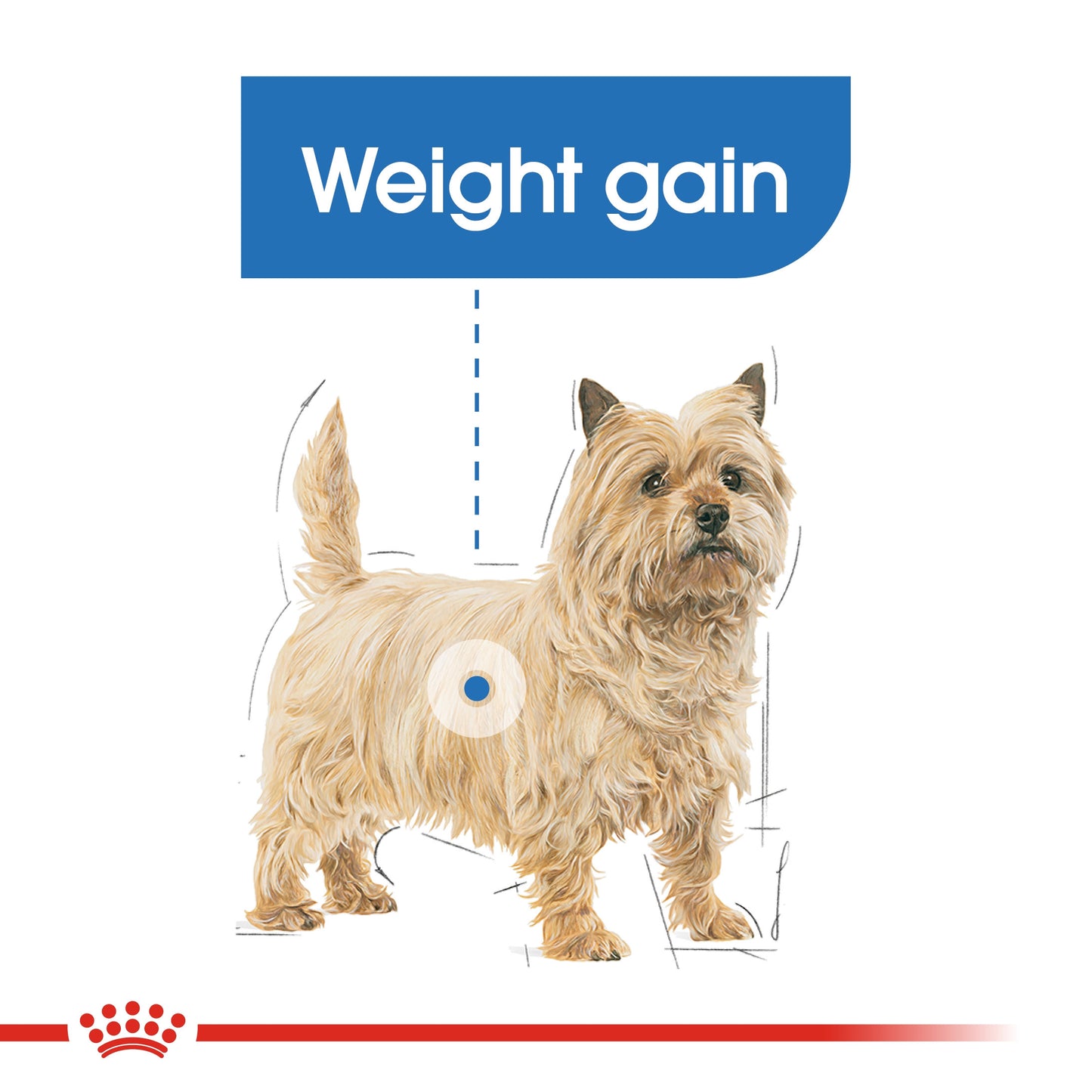 Royal Canin, Mini Light Weight Care 3 KG, Canine Care Nutrition