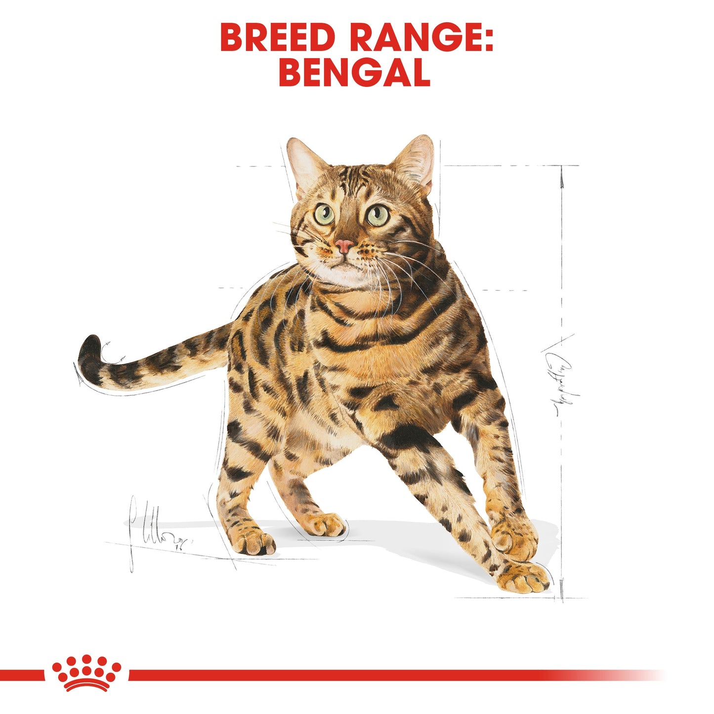 Royal Canin, Feline Breed Nutrition Bengal Adult 2 KG