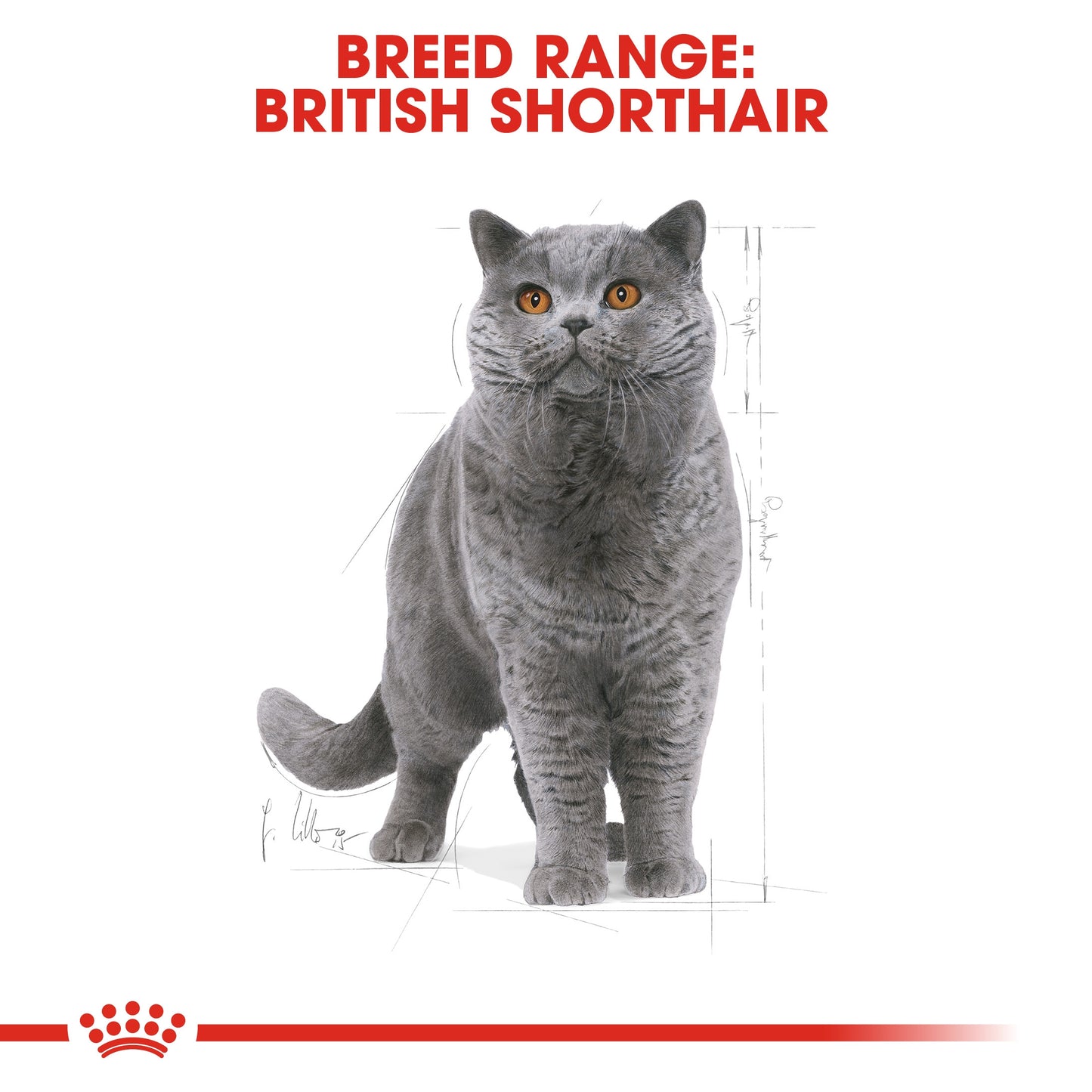 Royal Canin, Feline Breed Nutrition British Shorthair Adult 4 KG