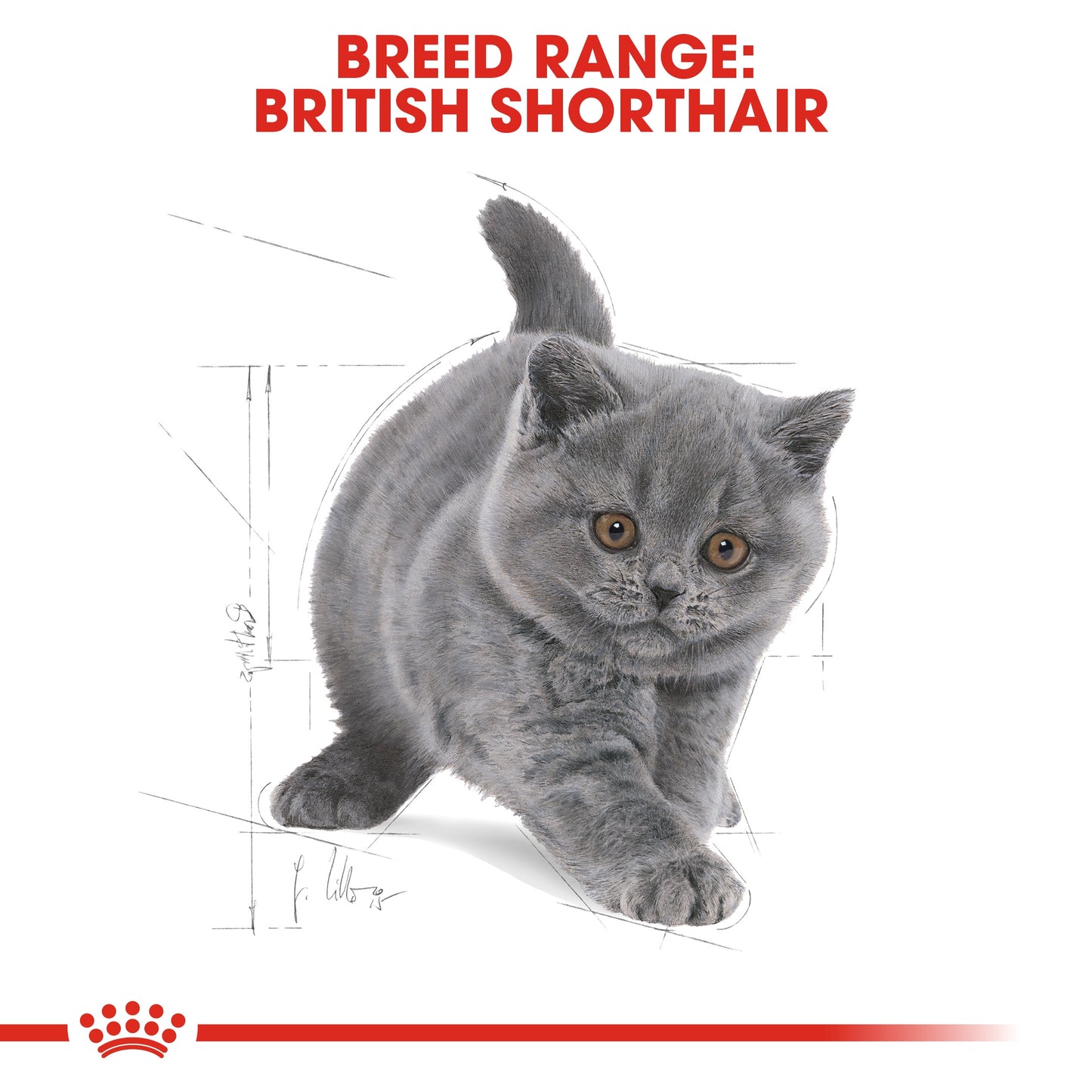 Royal Canin, Feline Breed Nutrition British Shorthair Kitten 2 KG