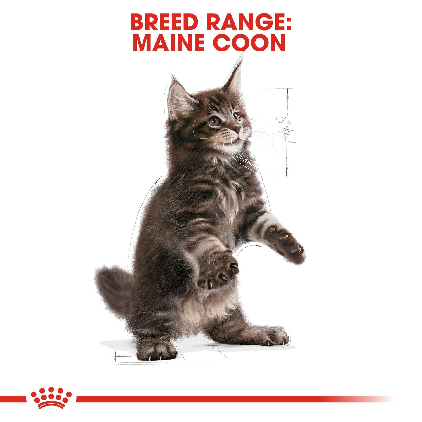 Royal Canin, Feline Breed Nutrition Maine Coon Kitten 2 KG