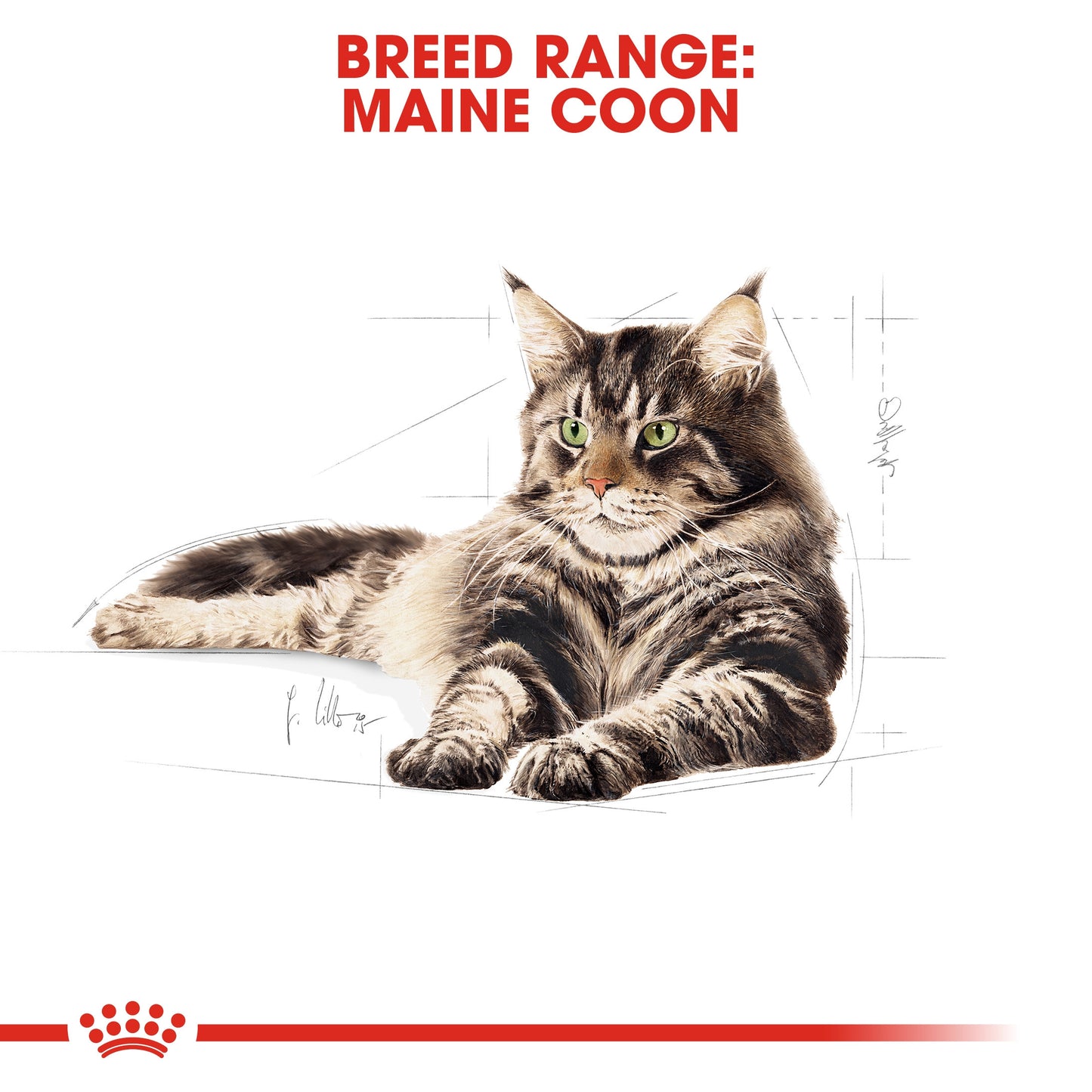 Royal Canin, Feline Breed Nutrition Maine Coon Adult 2 KG