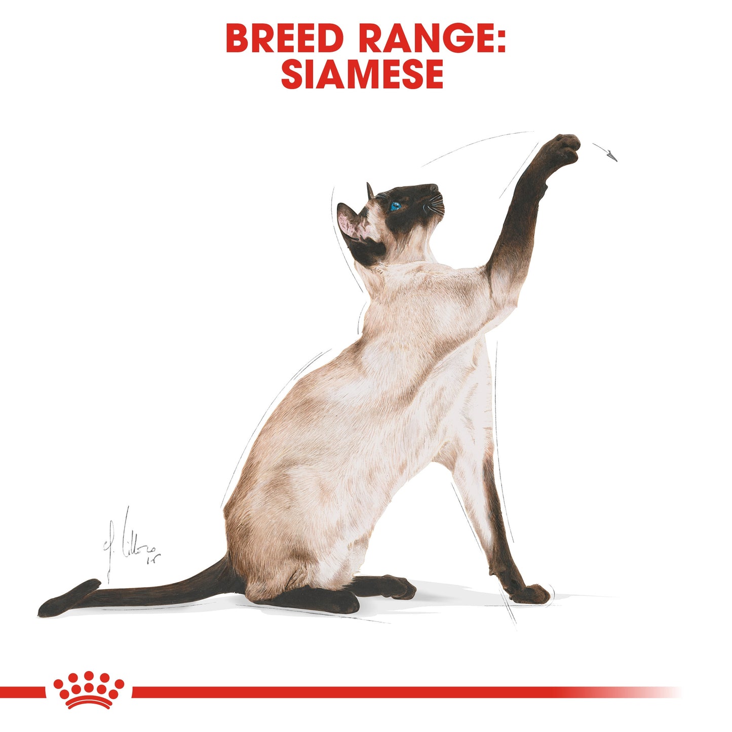 Royal Canin, Feline Breed Nutrition Siamese Adult 2 KG