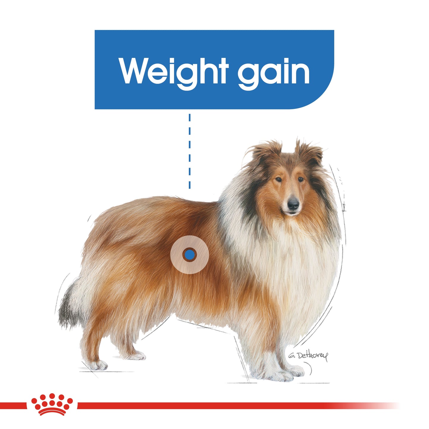 Royal Canin, Maxi Light Weight Care 12 KG, Canine Care Nutrition